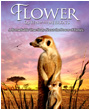 Flower : Queen of the Meerkats